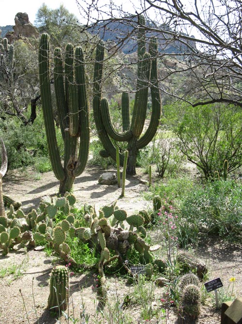 Cactus and Succulent Garden, Boyce Thompson Arboretum State Park, Superior, Arizona