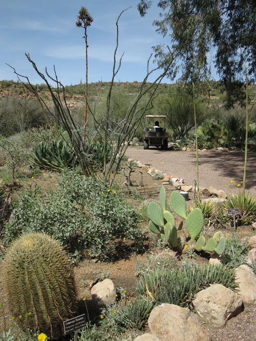 Cactus and Succulent Garden, Boyce Thompson Arboretum State Park, Superior, Arizona