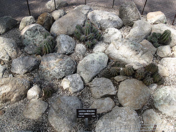 Arizona Hedgehog Cactus, Cactus and Succulent Garden, Boyce Thompson Arboretum State Park, Superior, Arizona