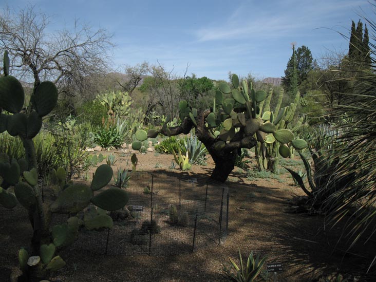 Cactus and Succulent Garden, Boyce Thompson Arboretum State Park, Superior, Arizona