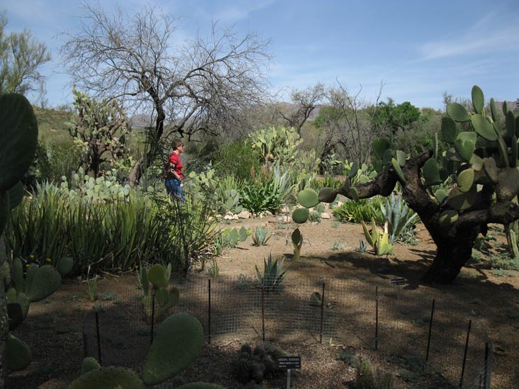 Cactus and Succulent Garden, Boyce Thompson Arboretum State Park, Superior, Arizona