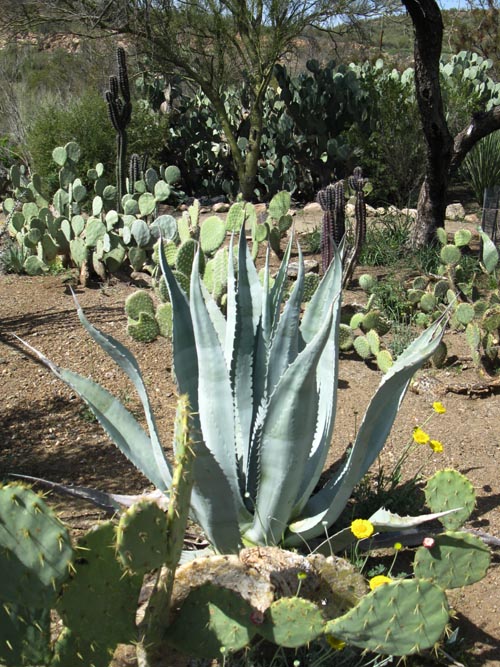 Cactus and Succulent Garden, Boyce Thompson Arboretum State Park, Superior, Arizona