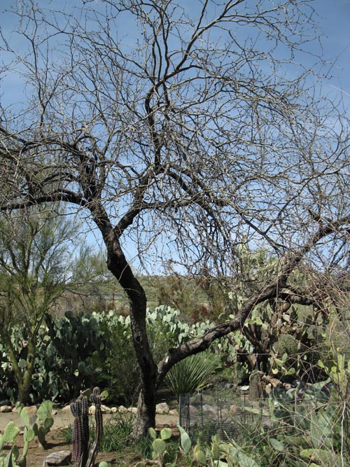 Cactus and Succulent Garden, Boyce Thompson Arboretum State Park, Superior, Arizona
