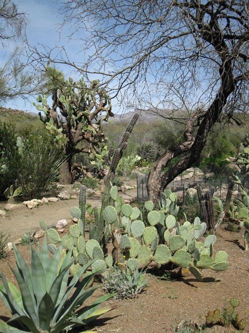 Cactus and Succulent Garden, Boyce Thompson Arboretum State Park, Superior, Arizona
