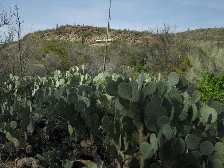 Cactus and Succulent Garden, Boyce Thompson Arboretum State Park, Superior, Arizona