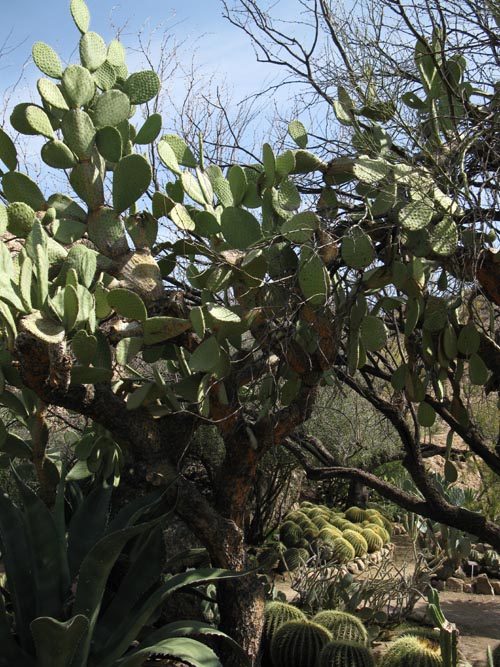 Cactus and Succulent Garden, Boyce Thompson Arboretum State Park, Superior, Arizona