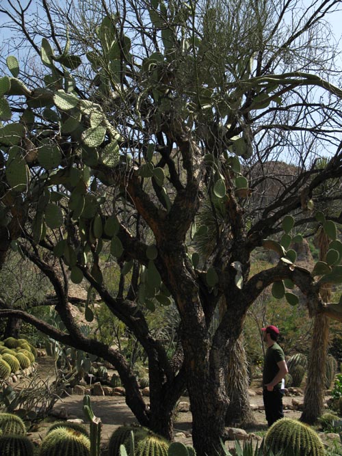 Cactus and Succulent Garden, Boyce Thompson Arboretum State Park, Superior, Arizona