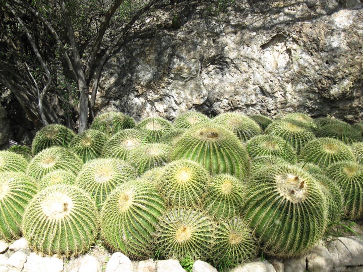 Cactus and Succulent Garden, Boyce Thompson Arboretum State Park, Superior, Arizona