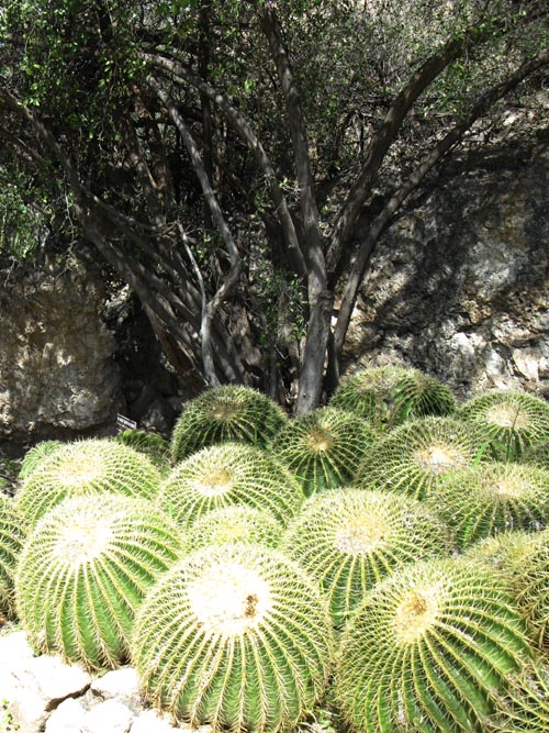Cactus and Succulent Garden, Boyce Thompson Arboretum State Park, Superior, Arizona