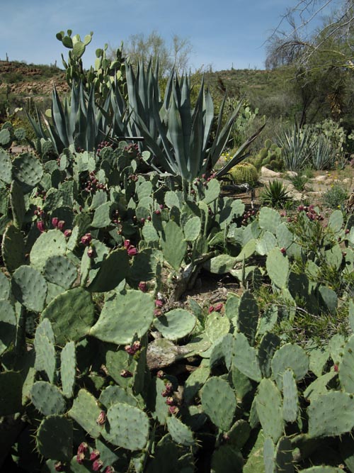 Cactus and Succulent Garden, Boyce Thompson Arboretum State Park, Superior, Arizona