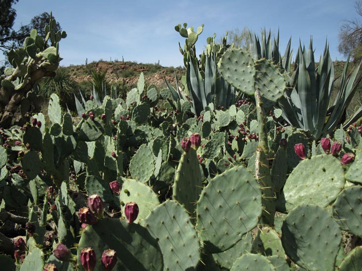 Cactus and Succulent Garden, Boyce Thompson Arboretum State Park, Superior, Arizona