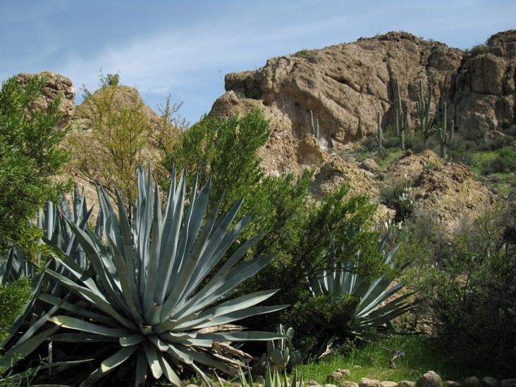 Cactus and Succulent Garden, Boyce Thompson Arboretum State Park, Superior, Arizona