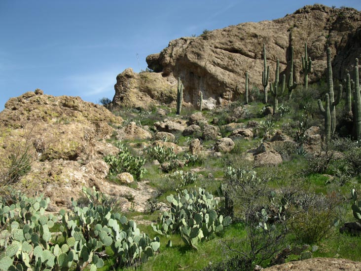 Cactus and Succulent Garden, Boyce Thompson Arboretum State Park, Superior, Arizona
