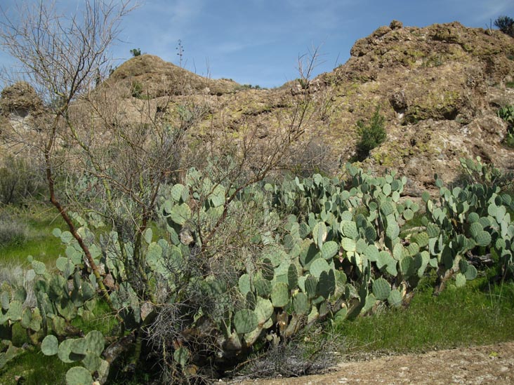 Cactus and Succulent Garden, Boyce Thompson Arboretum State Park, Superior, Arizona