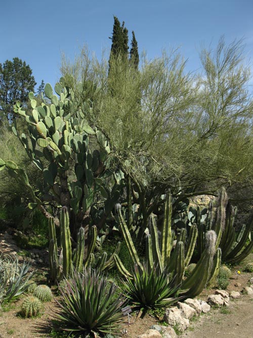 Cactus and Succulent Garden, Boyce Thompson Arboretum State Park, Superior, Arizona