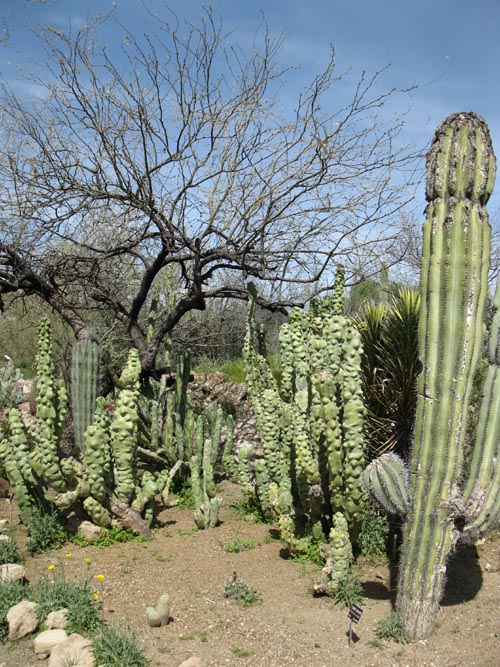 Cactus and Succulent Garden, Boyce Thompson Arboretum State Park, Superior, Arizona