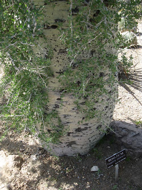 Boojum Cactus, Cactus and Succulent Garden, Boyce Thompson Arboretum State Park, Superior, Arizona