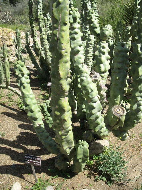 Monstrose Totem Pole, Cactus and Succulent Garden, Boyce Thompson Arboretum State Park, Superior, Arizona