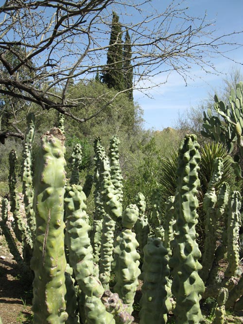 Monstrose Totem Pole, Cactus and Succulent Garden, Boyce Thompson Arboretum State Park, Superior, Arizona