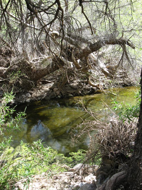 Queen Creek Riparian Area, Boyce Thompson Arboretum State Park, Superior, Arizona