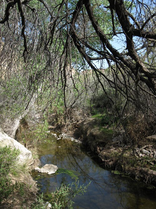 Queen Creek Riparian Area, Boyce Thompson Arboretum State Park, Superior, Arizona