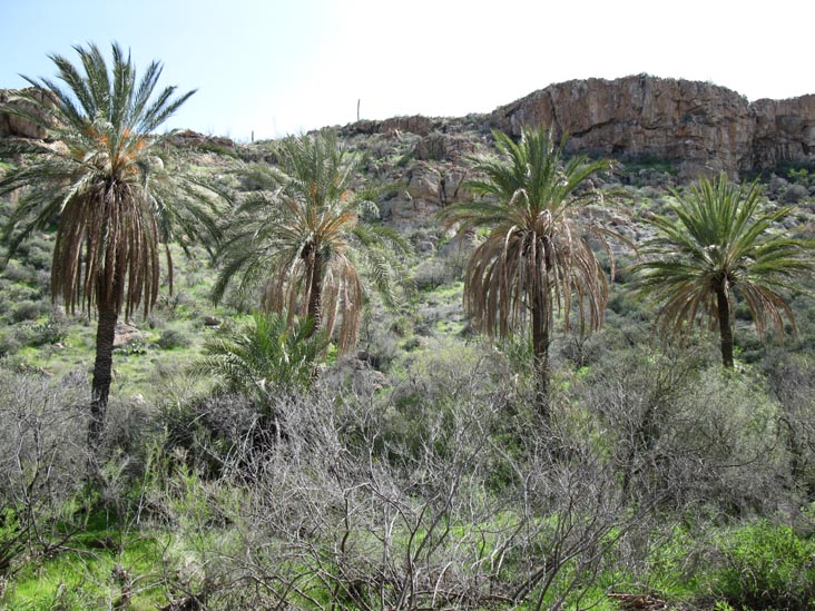 Queen Creek Riparian Area, Boyce Thompson Arboretum State Park, Superior, Arizona