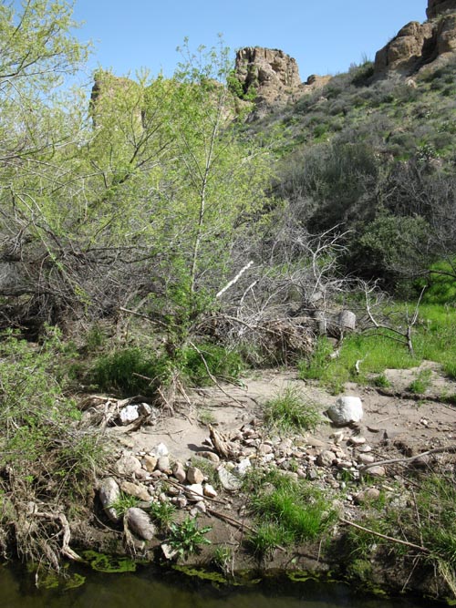 Queen Creek Riparian Area, Boyce Thompson Arboretum State Park, Superior, Arizona