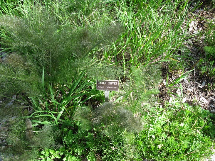 Garlic Chives, Wing Herb Garden, Boyce Thompson Arboretum State Park, Superior, Arizona