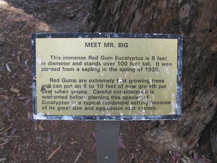Mr. Big Red Gum Eucalyptus, Australian Exhibit, Boyce Thompson Arboretum State Park, Superior, Arizona
