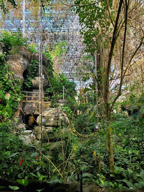 Rainforest, Biosphere 2, Oracle, Arizona, February 23, 2023