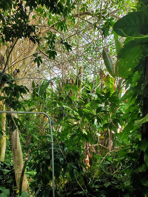 Rainforest, Biosphere 2, Oracle, Arizona, February 23, 2023