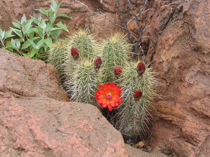 Cactus Flower, Desert West of Tucson, Arizona