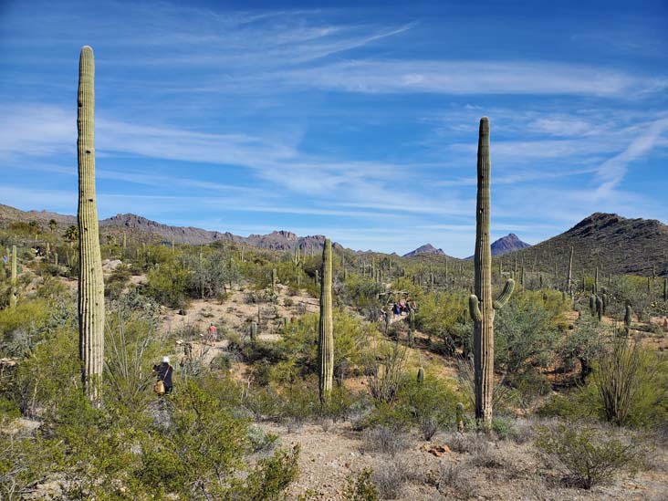 Desert Around Arizona-Sonora Desert Museum, Tucson, Arizona, February 24, 2023