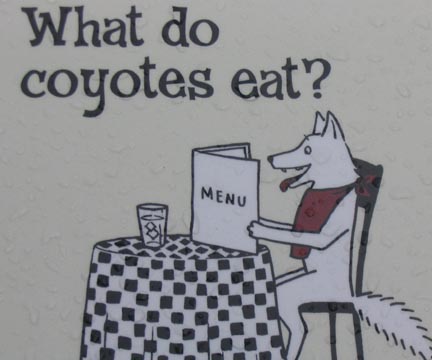 "What do coyotes eat?" Arizona-Sonora Desert Museum, 2021 North Kinney Road, Tucson, Arizona