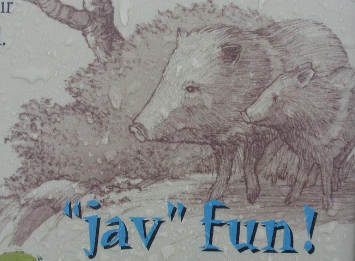 "Jav" Fun, Javelina Display, Arizona-Sonora Desert Museum, 2021 North Kinney Road, Tucson, Arizona
