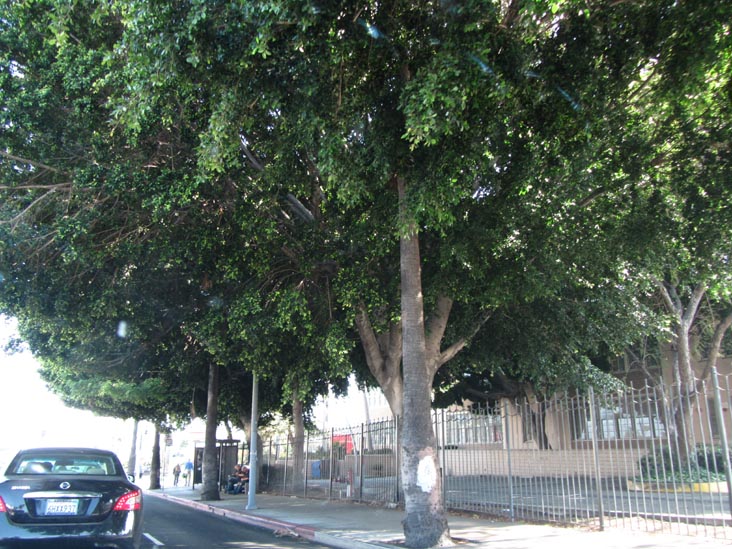 Hollywood High School, 1521 North Highland Avenue, Los Angeles, California