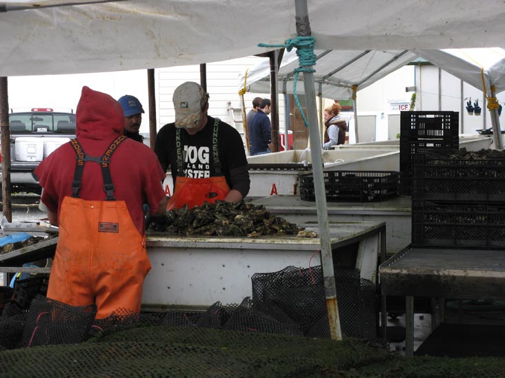 Sorting Oysters, Hog Island Oyster Company, 20215 Highway 1, Marshall, California
