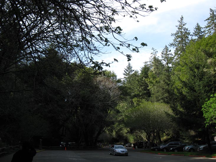Parking Lot, Muir Woods National Monument, Marin County, California, March 6, 2010