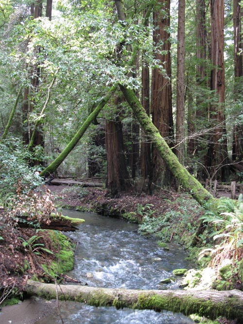 Redwood Creek, Muir Woods National Monument, Marin County, California, March 6, 2010