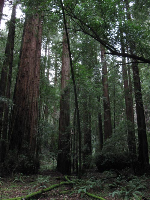 Muir Woods National Monument, Marin County, California, March 6, 2010