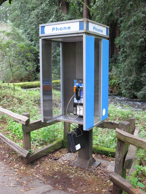Telephone, Muir Woods National Monument, Marin County, California, March 6, 2010