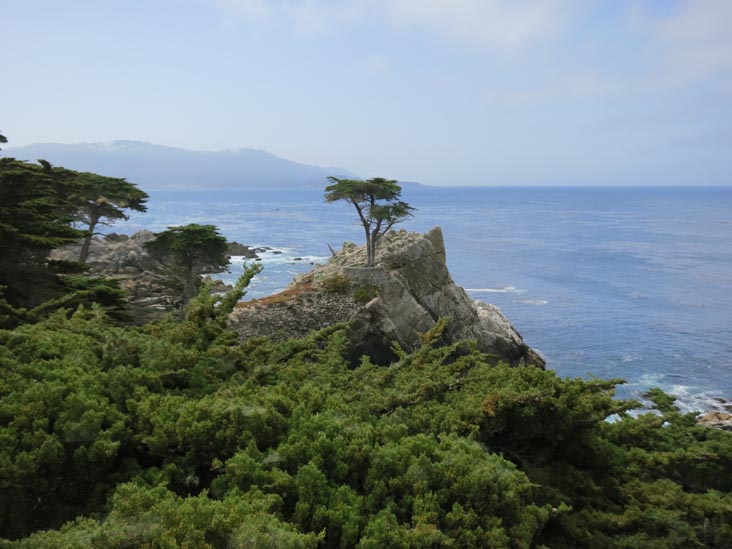 Lone Cypress, 17-Mile Drive, Monterey County, California, May 15, 2012