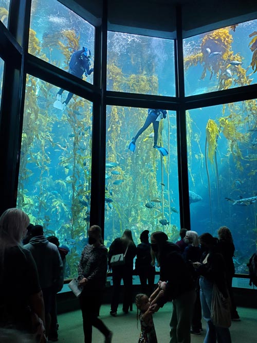 Kelp Forest, Monterey Bay Aquarium, Monterey, California, February 19, 2022