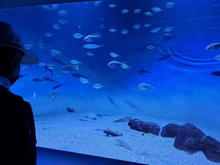 Monterey Bay Aquarium, Monterey, California, February 19, 2022