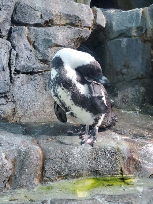 Penguin, Monterey Bay Aquarium, Monterey, California, February 19, 2022