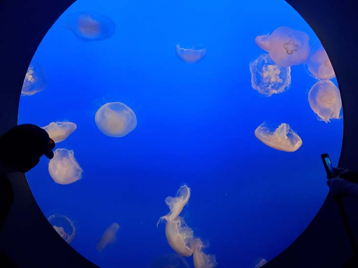 Jellies, Monterey Bay Aquarium, Monterey, California, February 19, 2022