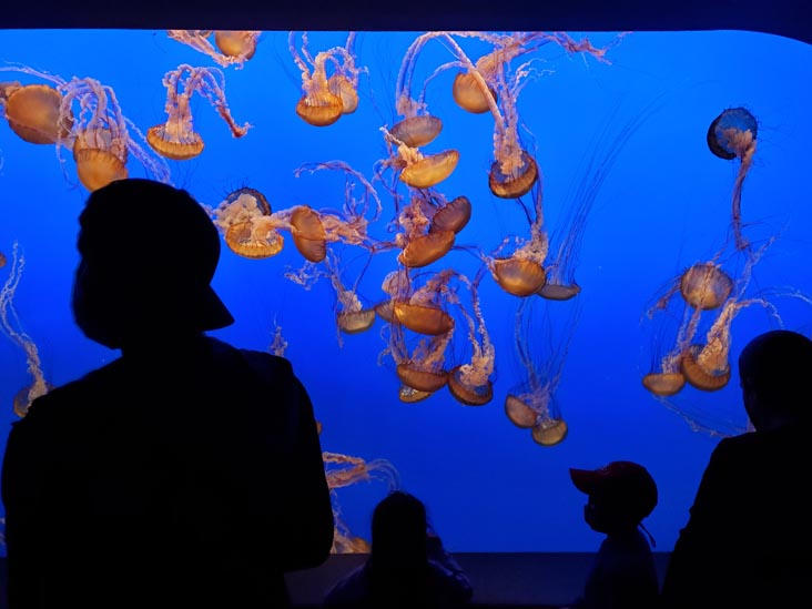 Pacific Sea Nettle Jellies, Monterey Bay Aquarium, Monterey, California, February 19, 2022