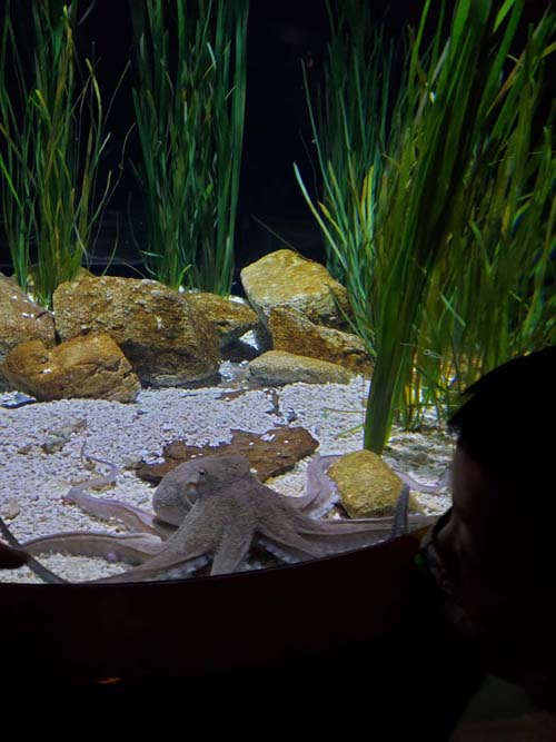 Octopus, Monterey Bay Aquarium, Monterey, California, February 19, 2022