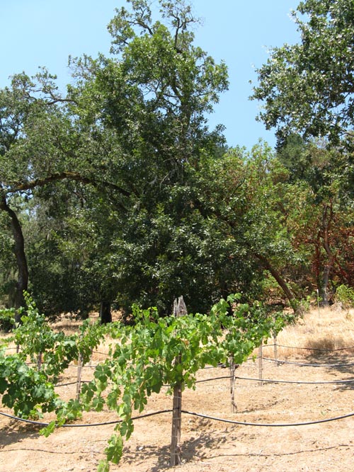 August Briggs Wines, 333 Silverado Trail, Calistoga, California