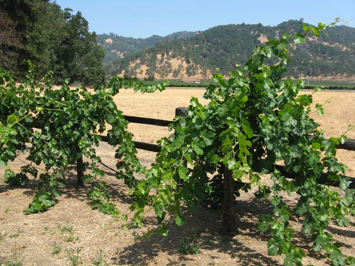 August Briggs Wines, 333 Silverado Trail, Calistoga, California